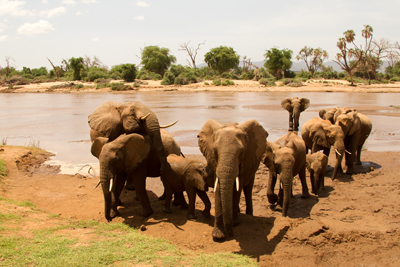 elephant
